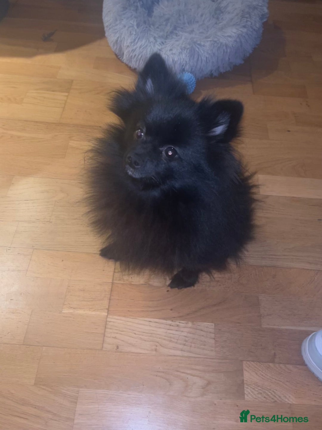 Pomeranian dogs for sale: Hi I’m phantom a 2 year old Pomeranian  - Image 1