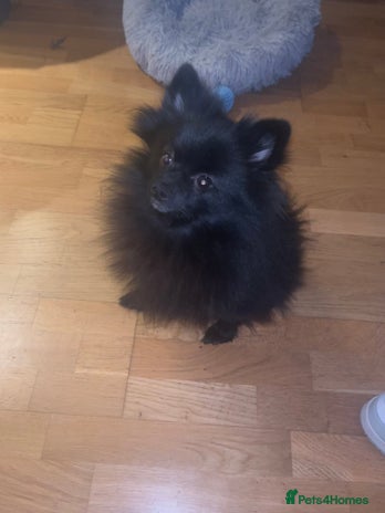 Pomeranian dogs - Advert 16
