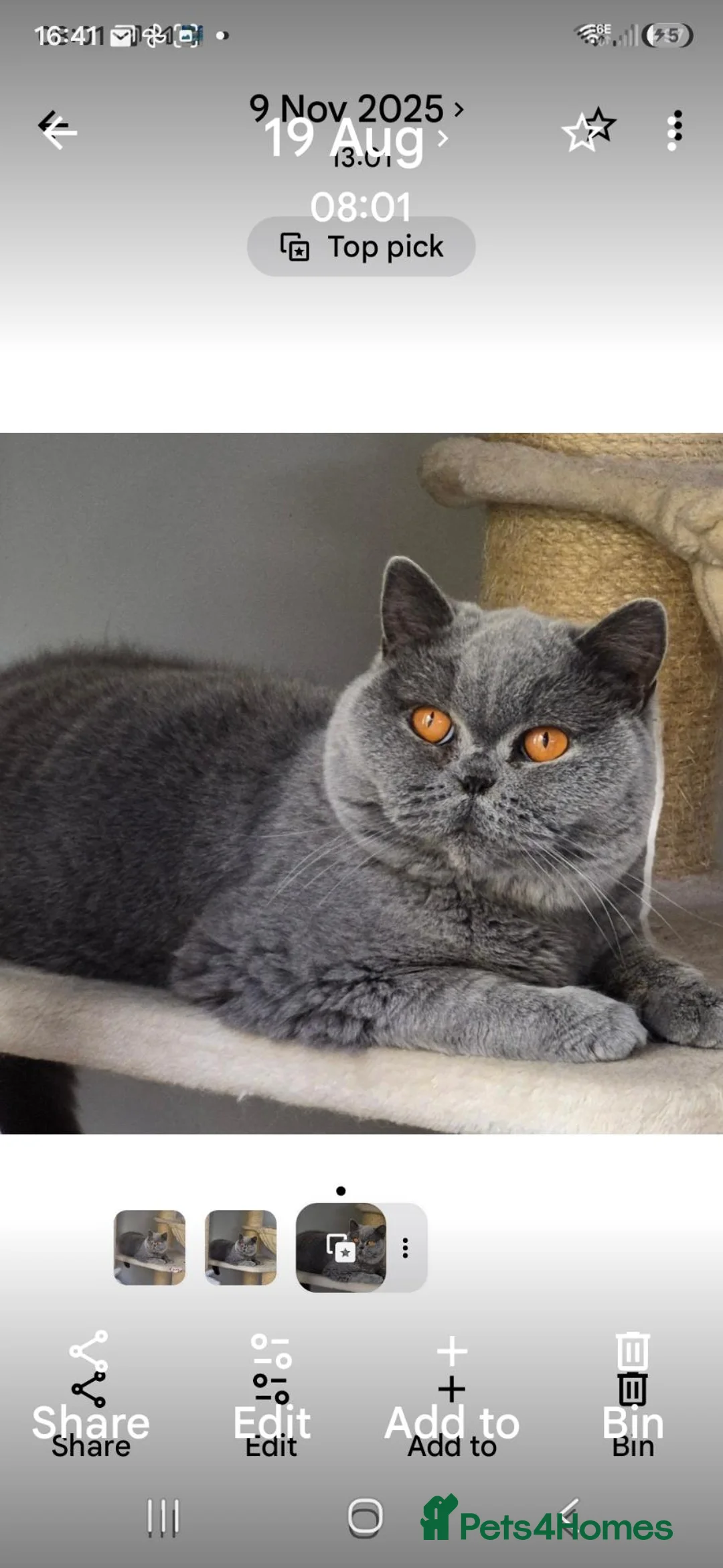 British Shorthair cats for sale: 💙Beautiful GCCF British Blue Adult Female  - Advert 2