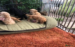 Cockapoo dogs for sale: Beautiful cockapoo f1 puppies - Image 11