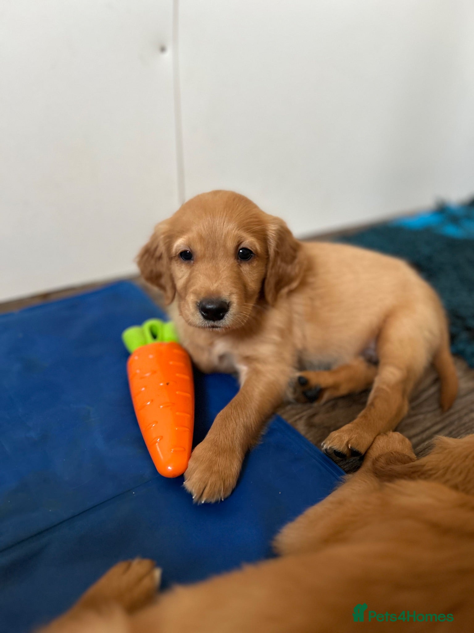 Golden Retriever dogs Beautiful litter of dark red golden retriever pups - Advert 2