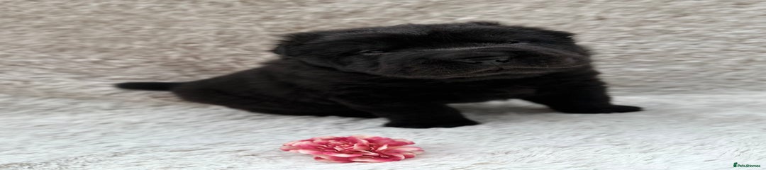 Onyx 