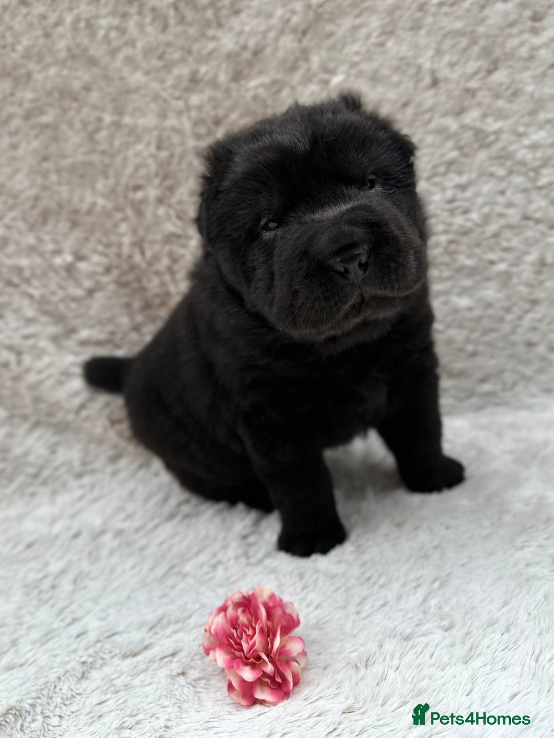 Shar Pei dogs for sale: REDUCED*READYNOW Beautiful bear/brush shar peis  - Image 6