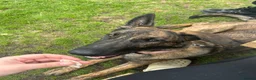 Mixed Breed dogs for sale: Dutch herder X GSD in Wakefield - Advert 2