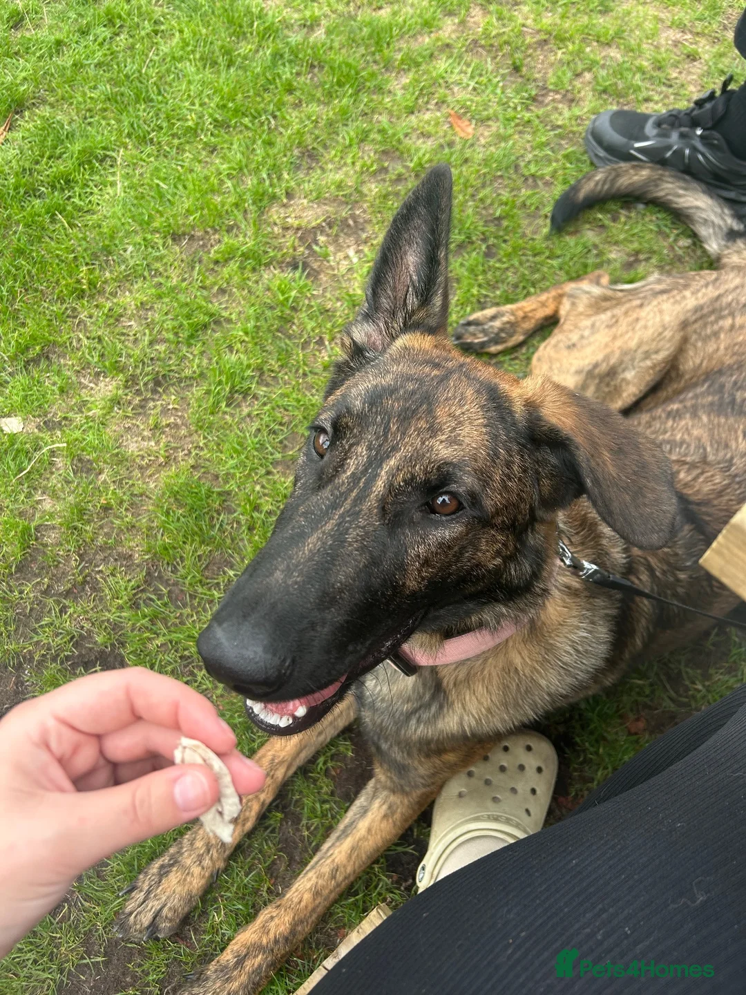 Mixed Breed dogs for sale: Dutch herder X GSD in Wakefield - Advert 2