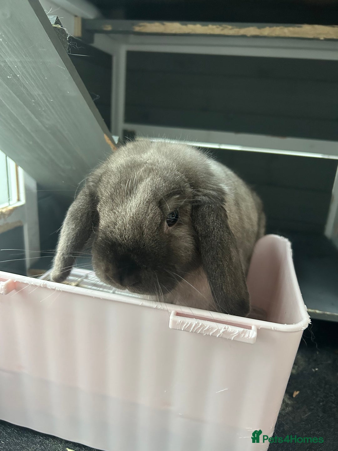 Mini Lop rabbits for sale: 2 Female Mini Lop Bunnies looking for new home - Advert 3