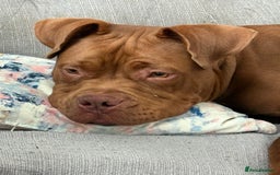 Mixed Breed dogs for sale: Hi, I’m Benson.  in Manchester - Image 3