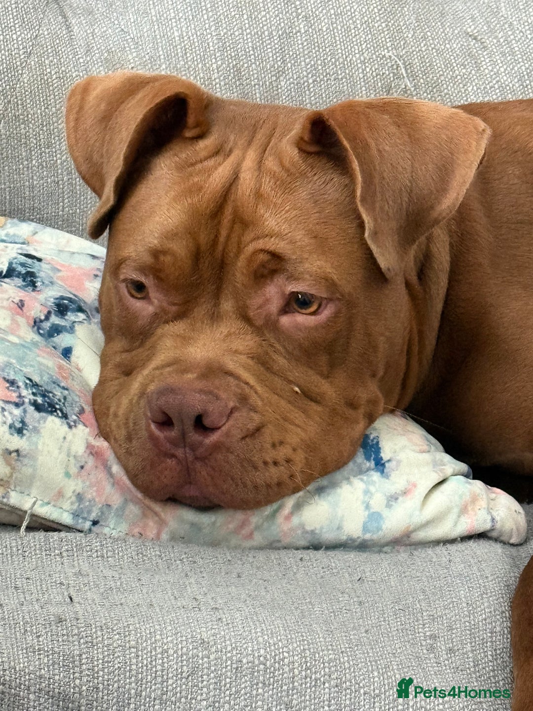 Mixed Breed dogs for sale: Hi, I’m Benson.  in Manchester - Image 3