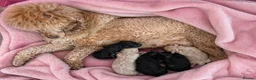 Toy Poodle dogs for sale: Stunning Toy Poodle Puppies - Aberdeenshire- £1250 - Advert 2