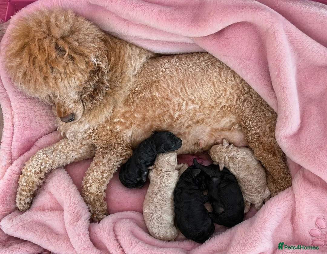 Toy Poodle dogs for sale: Stunning Toy Poodle Puppies - Aberdeenshire- £1250 - Advert 2