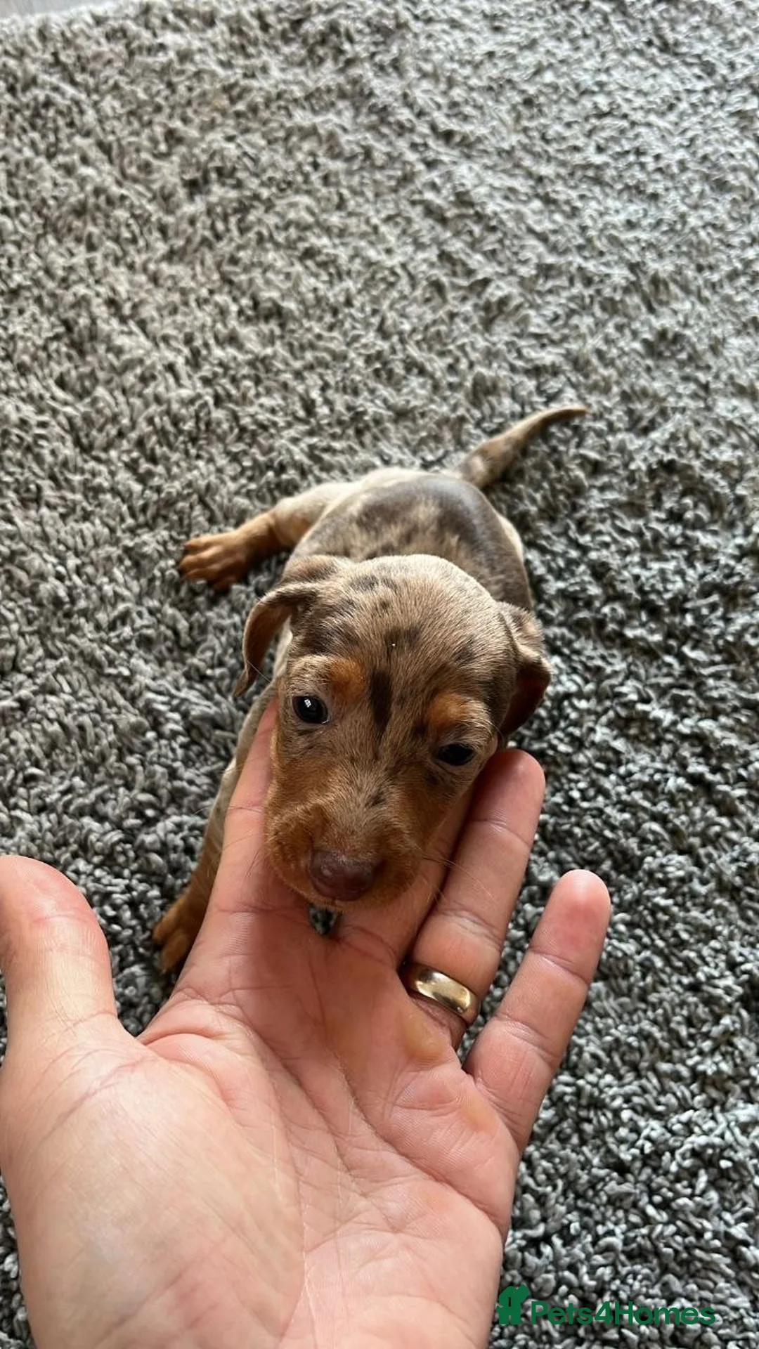 Miniature Dachshund dogs for sale: MINIATURE DACHSHUND PUPPIES in Norwich - Advert 5