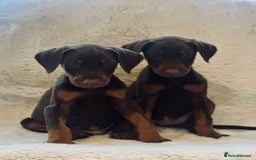 Dobermann dogs for sale: Doberman puppies  - Image 2