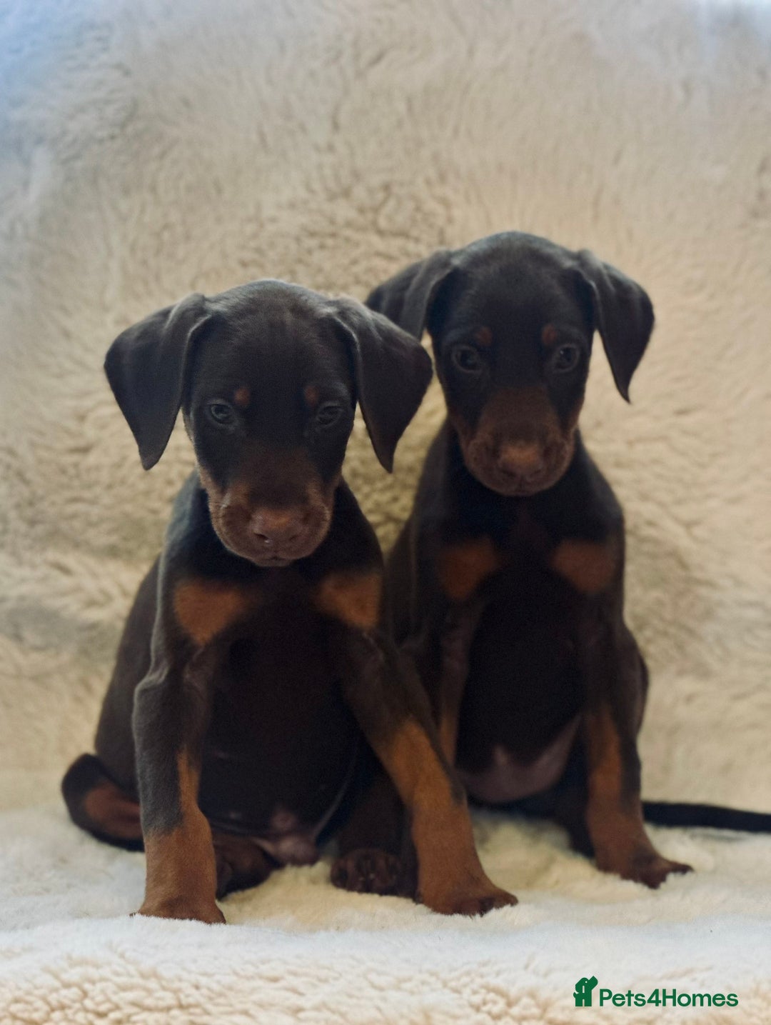 Dobermann dogs for sale: Doberman puppies  - Image 2