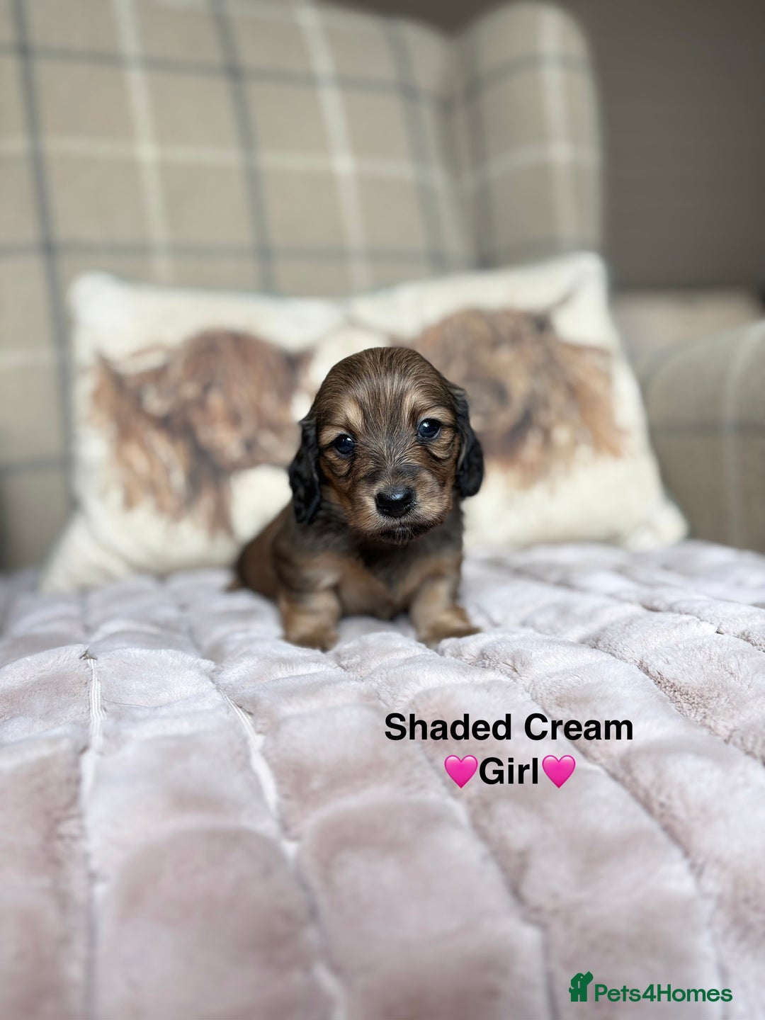 Miniature Dachshund dogs for sale: 🩷LONG HAIRED CREAM DACHSHUNDS🩵 - Advert 4