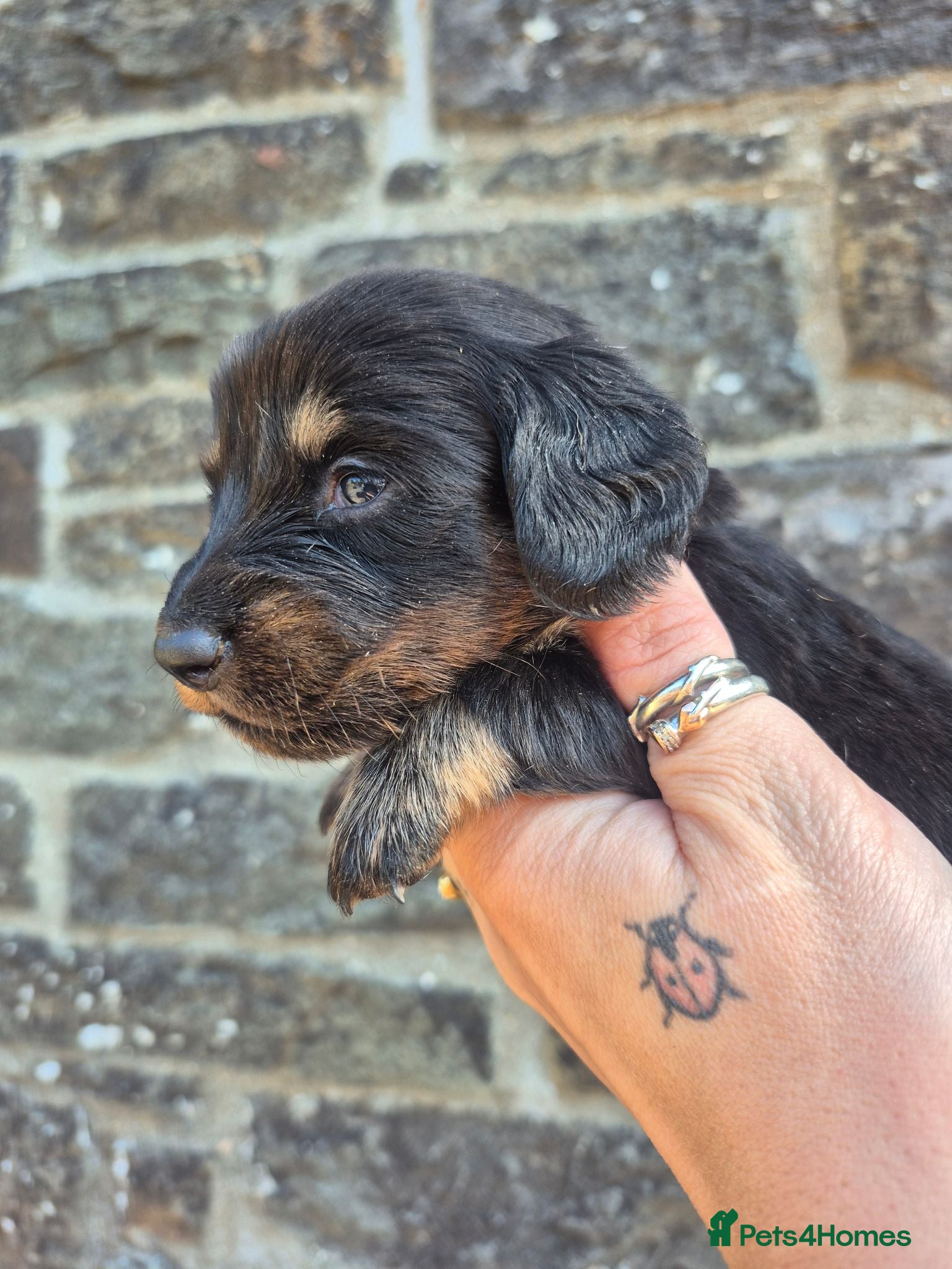 Miniature Dachshund dogs LONG HAIR PRA CLEAR MINIATURE DACHSHUND GIRL - Advert 18