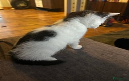 Mixed Breed cats for sale: Two white with black patches kittens  - Image 5