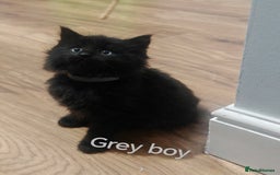 Mixed Breed cats for sale: Beautyfull fluffy kittens ragcoon - tuxedo cross  - Image 20