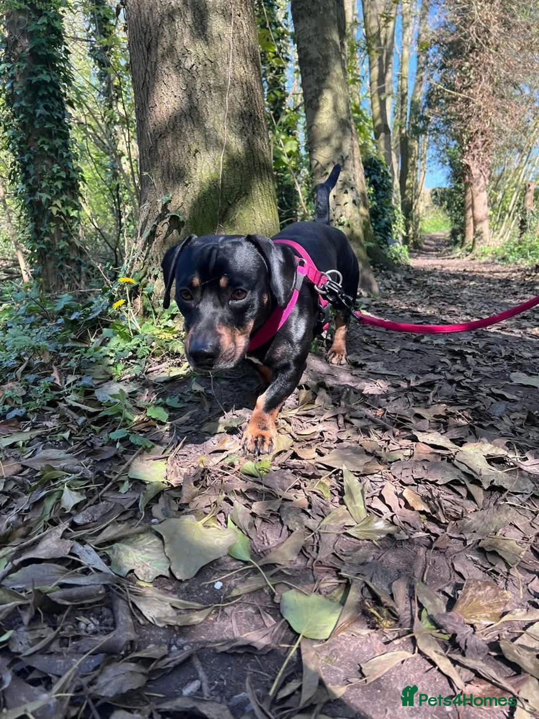 Mixed Breed dogs for sale: Kooper in Congleton - Advert 2