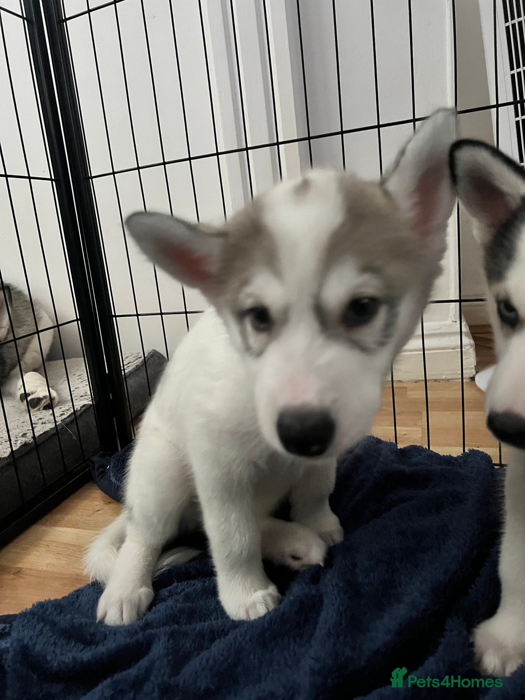 Siberian Husky dogs for sale: Husky Puppies  - Image 2