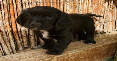 Cocker Spaniel dogs - Advert 10