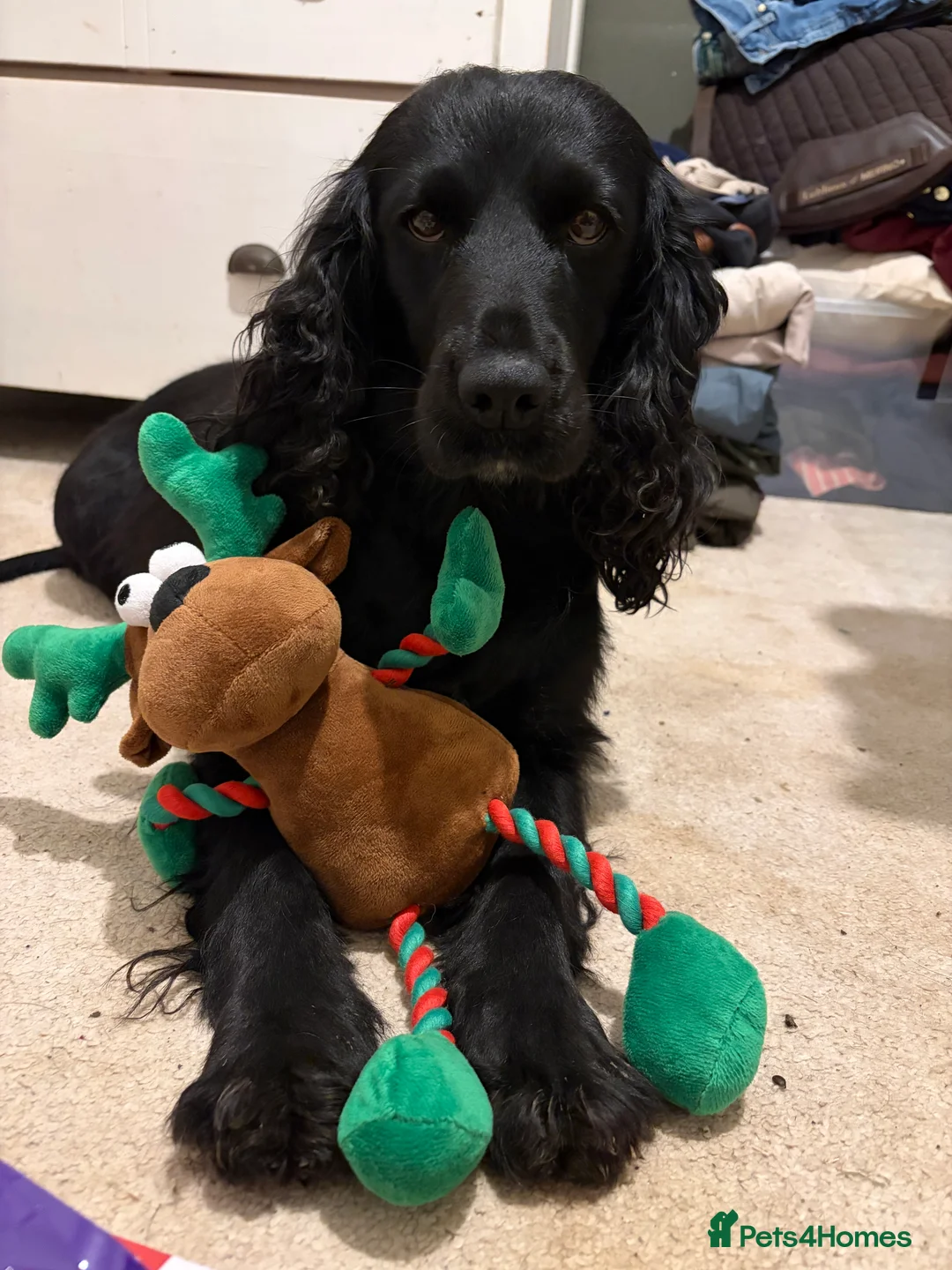 Cocker Spaniel dogs for sale: Beautiful 5 Year Old Cocker Spaniel Bitch  - Advert 9
