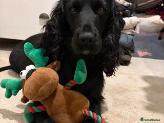 Cocker Spaniel dogs Beautiful 5 Year Old Cocker Spaniel Bitch - Advert 7