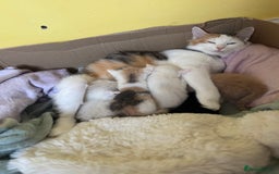 Mixed Breed cats for sale: 5 x gorgeous mixed kittens (4 left) - Image 18