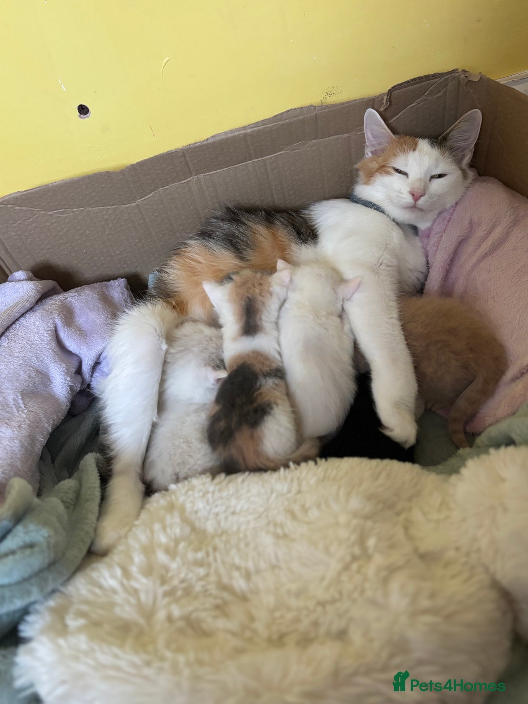 Mixed Breed cats for sale: 5 x gorgeous mixed kittens (4 left) - Image 18