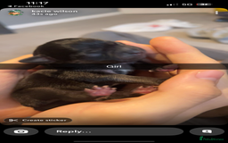 Mixed Breed dogs for sale: Chugs  - Image 2