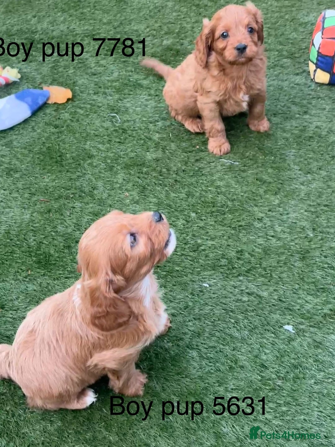Cavapoo dogs for sale: Stunning litter of F1 Cavapoo pups - Advert 6