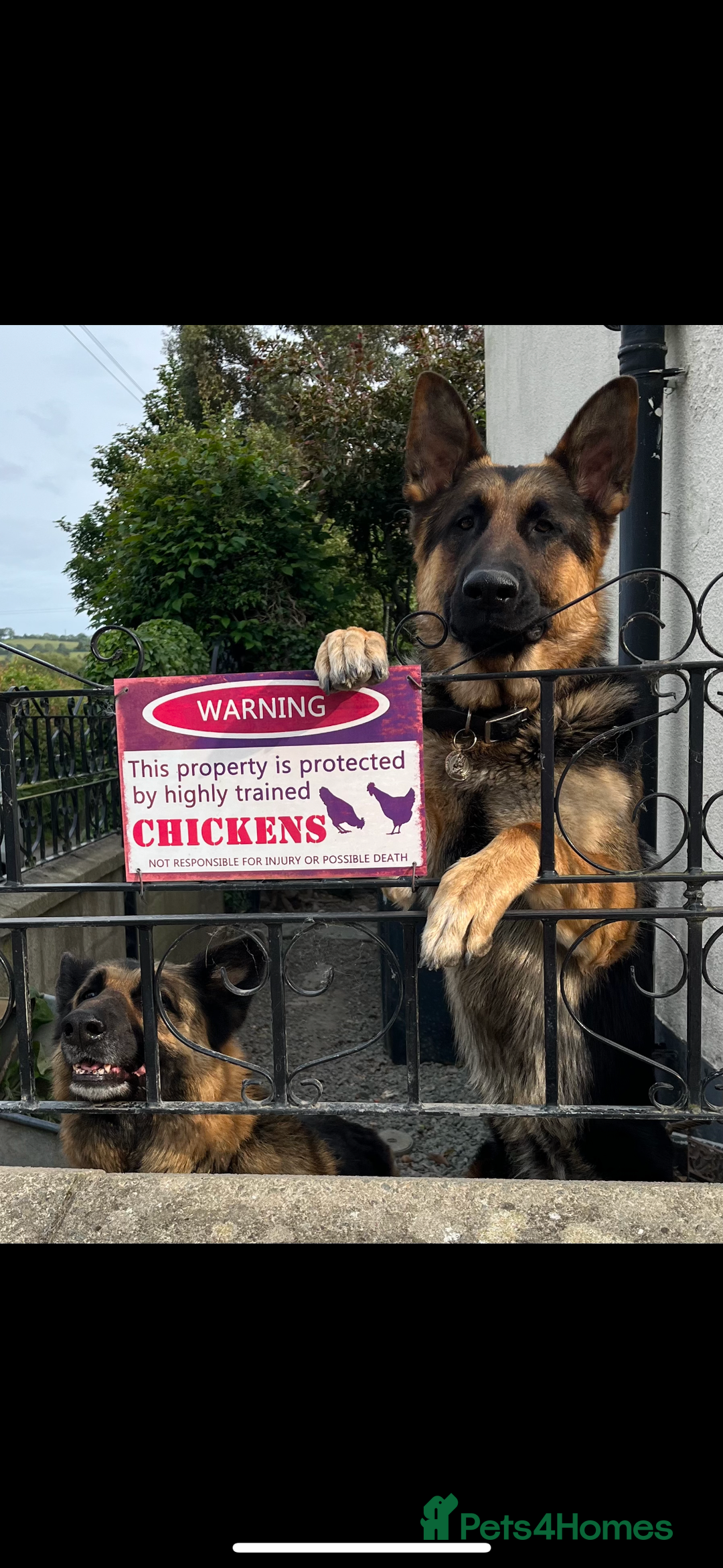 German Shepherd dogs for stud: Kc Reg fully health tested German Shepherd Stud  in Welshpool - Image 16