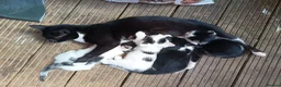 Mixed Breed cats for sale: 3 male kittens  - Advert 2