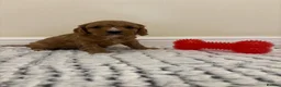 Cavapoo dogs for sale: Deep red cavapoos  - Advert 18