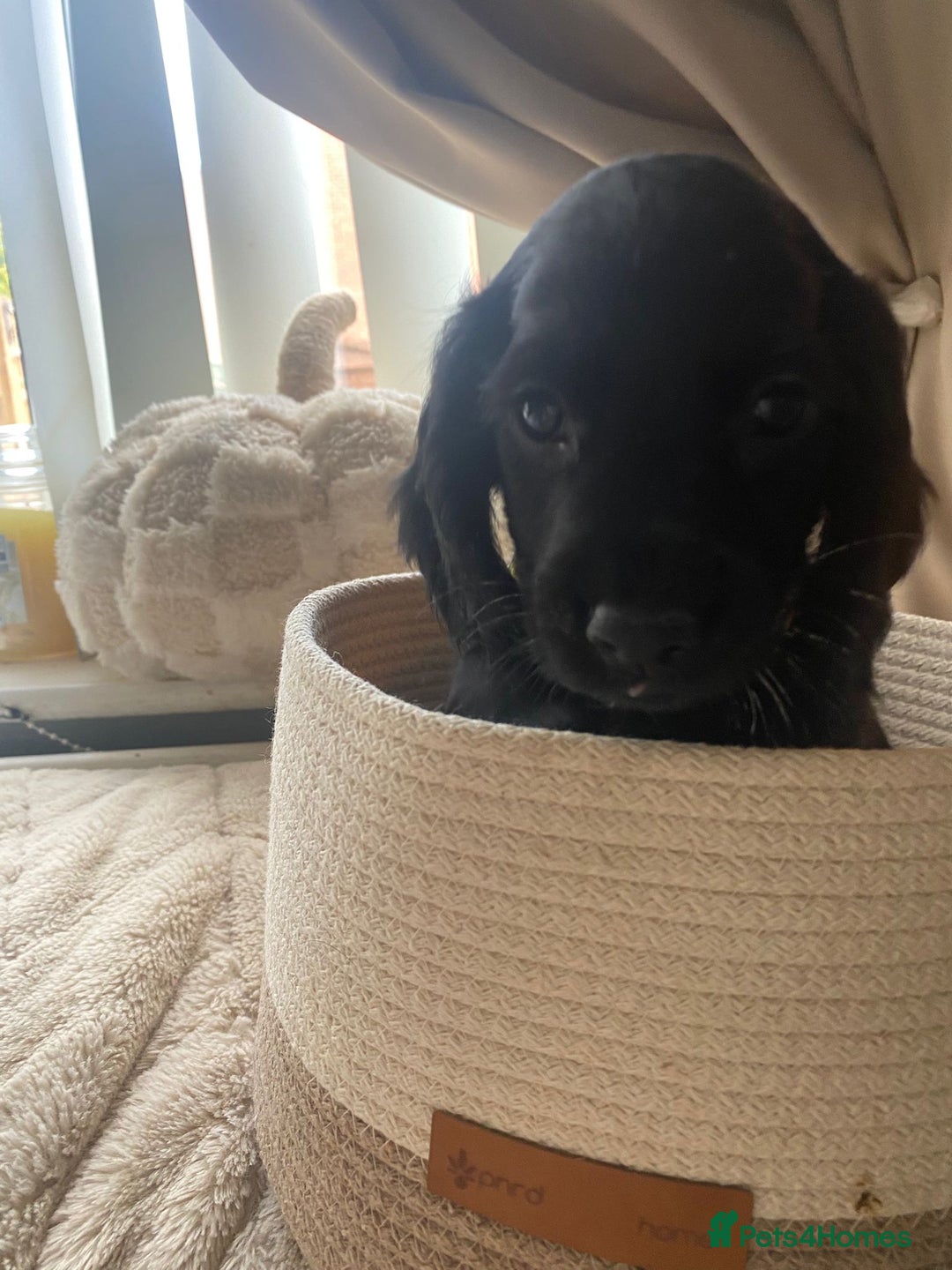 Cocker Spaniel dogs for sale: litter of 6 pedigree cocker spaniel puppies. - Image 29