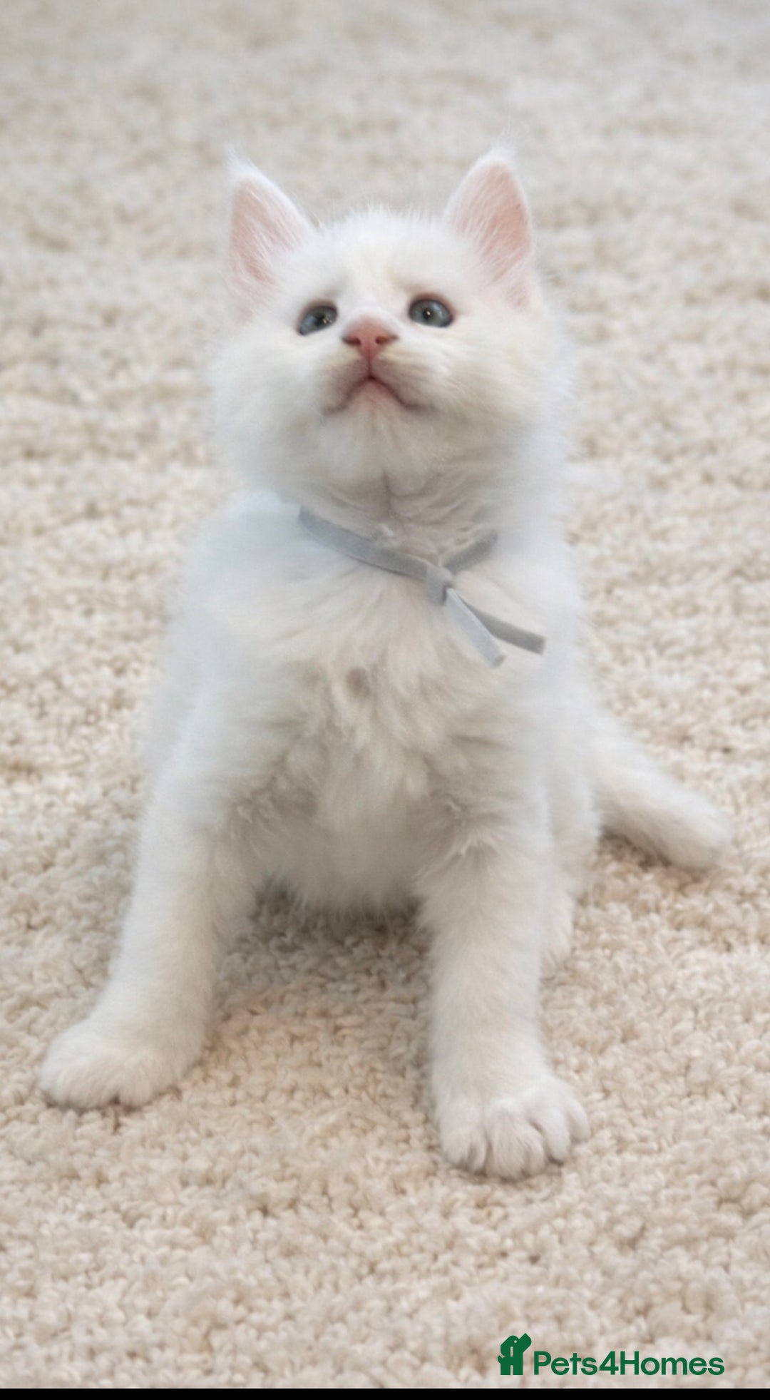 Maine Coon cats for sale: Outstanding pedigree kittens - Advert 9