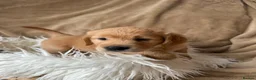 Mixed Breed dogs for sale: READY NOW  ❤️GOLDEN FLATTIES ❤️ ONLY 2 LEFT! ❤️  - Advert 15