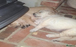 Golden Retriever dogs for sale: KC Reg Golden Retriever Pups - CHAMPION Bloodlines - Image 8