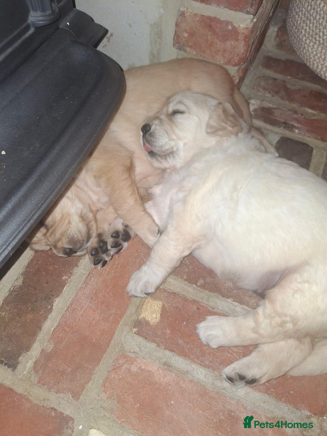 Golden Retriever dogs for sale: KC Reg Golden Retriever Pups - CHAMPION Bloodlines - Image 8