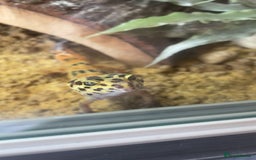 Leopard Gecko reptiles for sale: Ziggy Leopard Gecko - Image 2