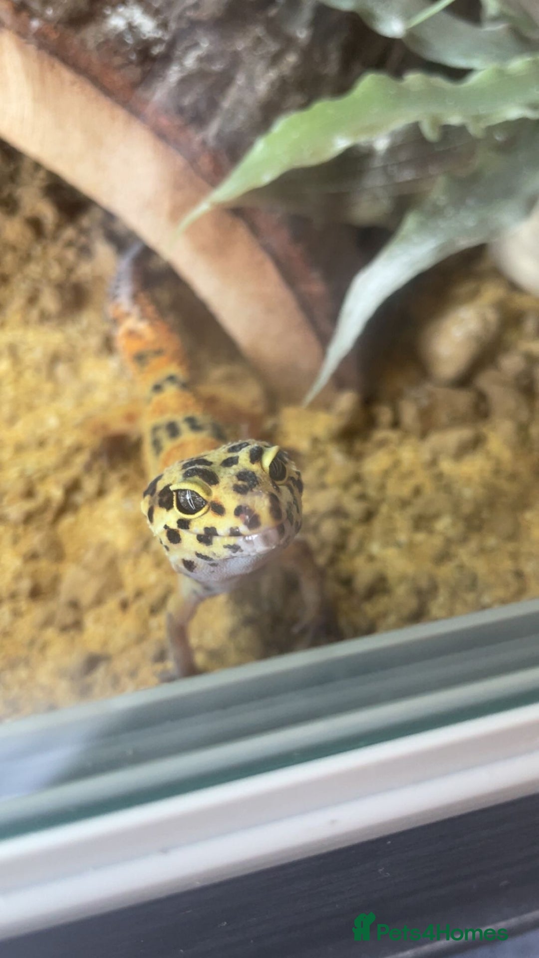 Leopard Gecko reptiles for sale: Ziggy Leopard Gecko - Image 2