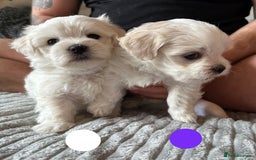 Maltese dogs for sale: Cute Maltese Puppies Looking for Loving Homes🇬🇧  - Image 11