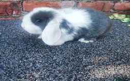 Mini Lop rabbits for sale: Baby mini lop bunnies - Image 12