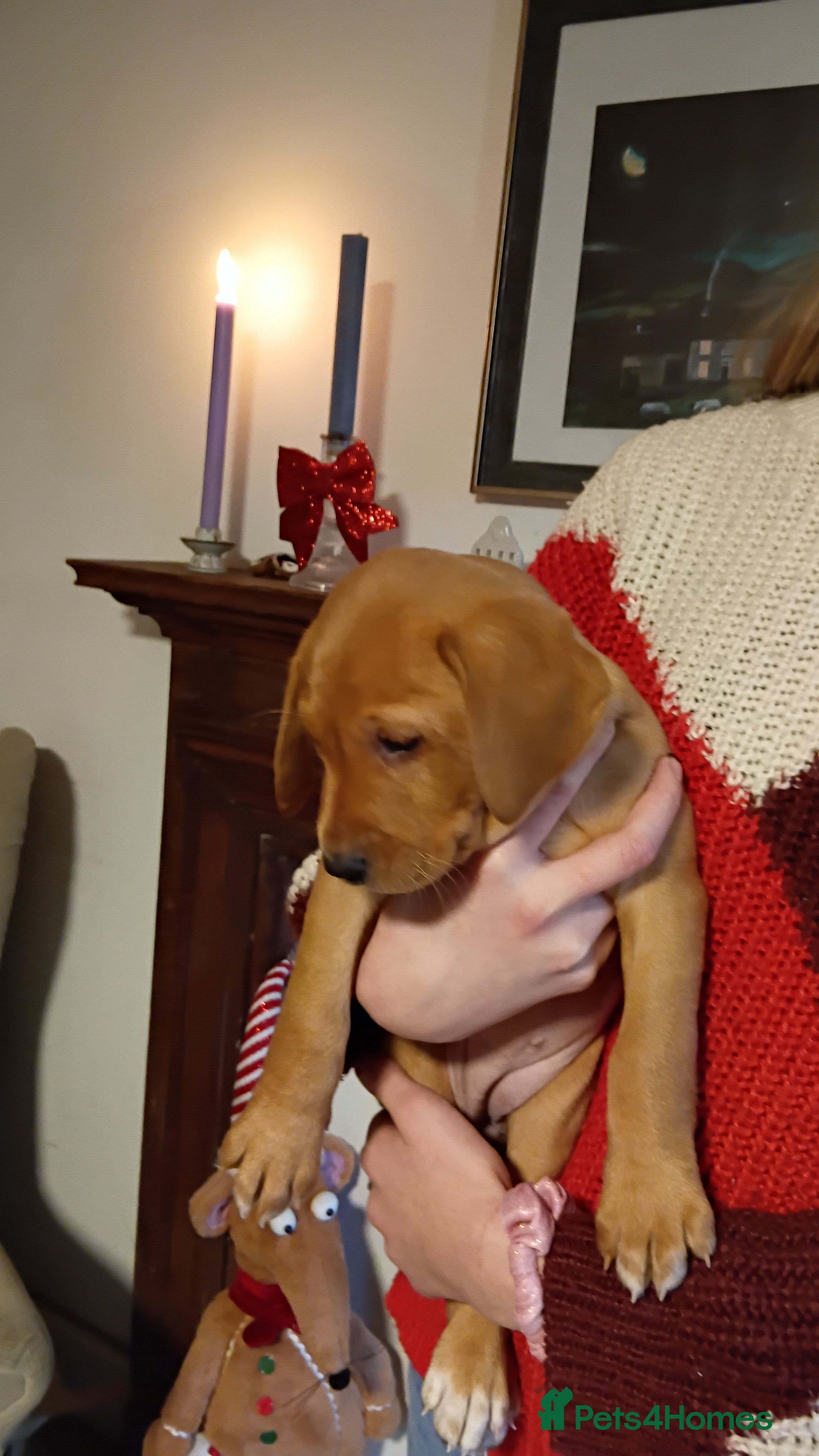 Labrador Retriever dogs Labrador retriever puppies for sale - Advert 12