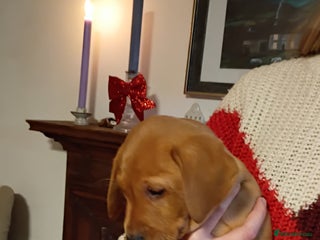 Labrador Retriever dogs Labrador retriever puppies for sale - Advert 12