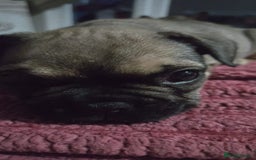 French Bulldog dogs for sale: French bull dog Puppies - Image 18