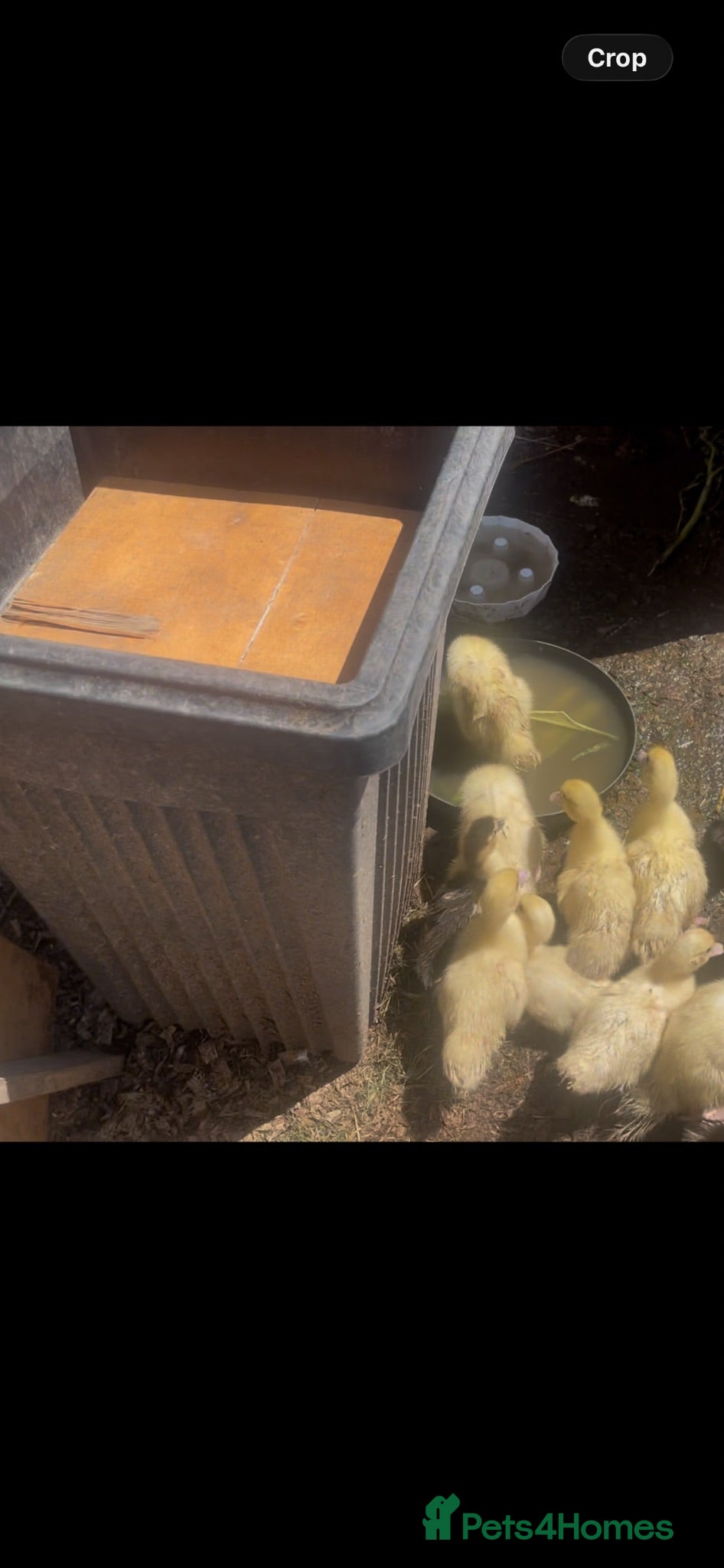 Ducks poultry Muscovy Ducklings  - Advert 2
