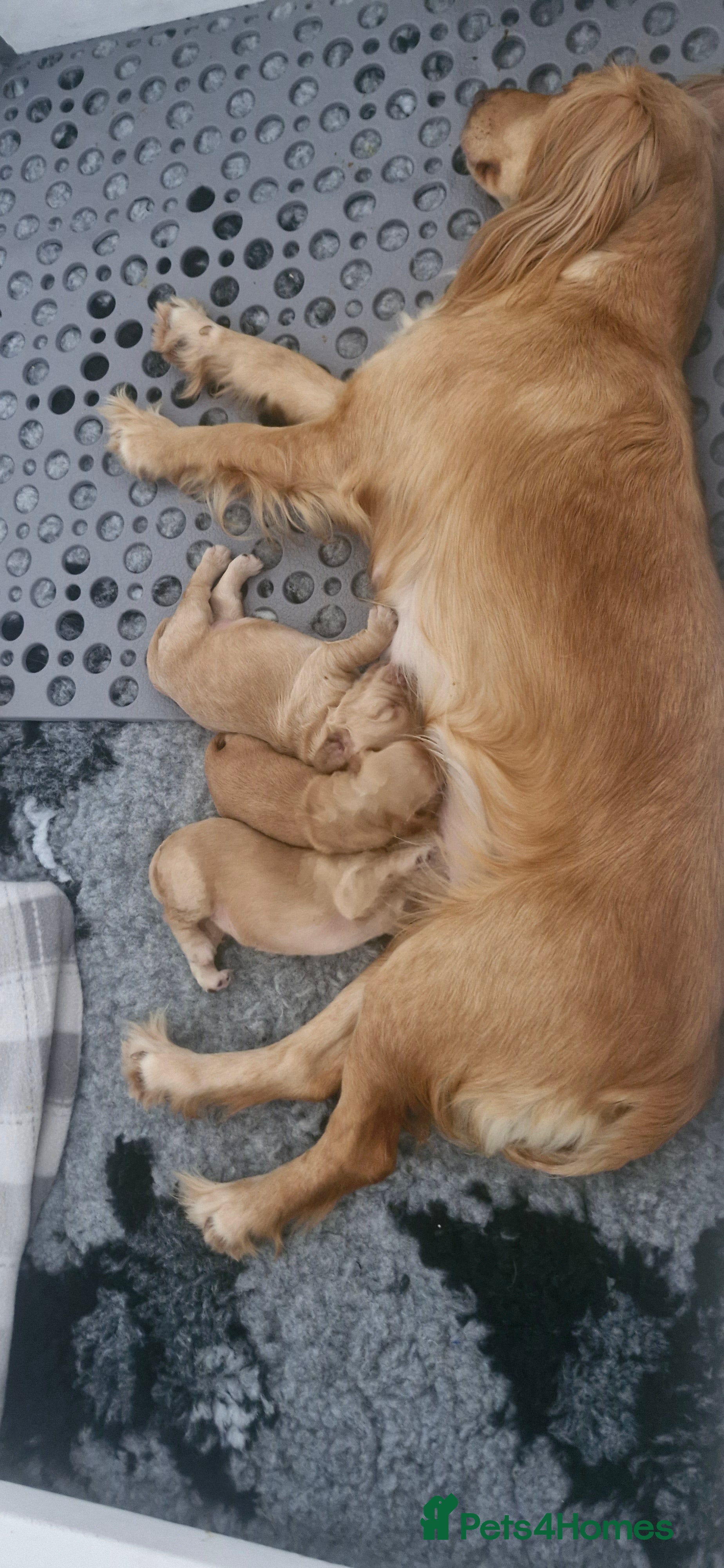 Cocker Spaniel dogs OFTW sired KC reg working cocker spaniel puppies  - Advert 2