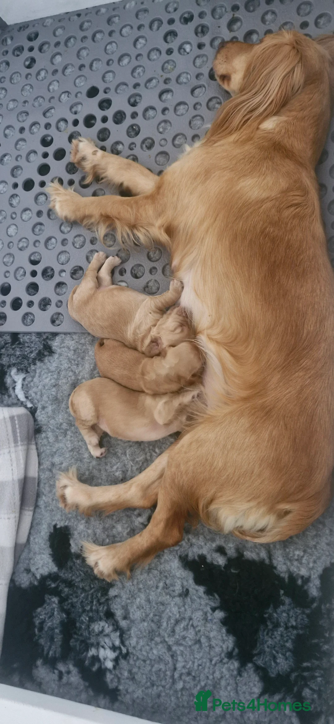 Cocker Spaniel dogs for sale: OFTW sired KC reg working cocker spaniel puppies  in Bristol - Advert 1