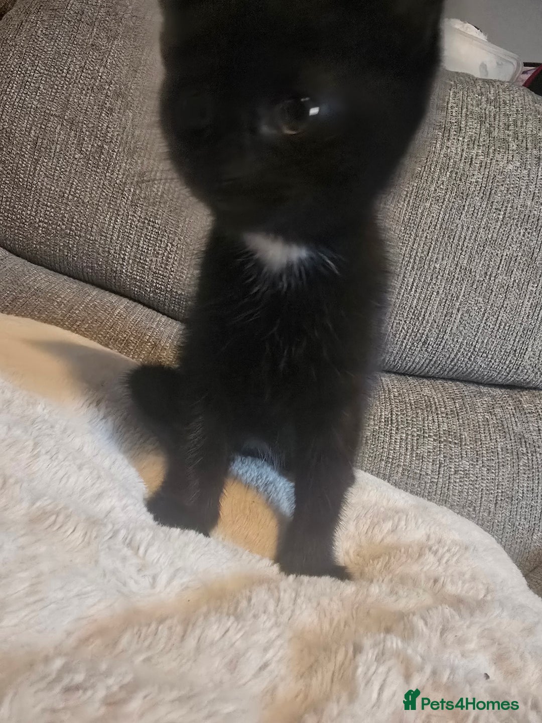 Mixed Breed cats for sale: Female kitten - Image 1