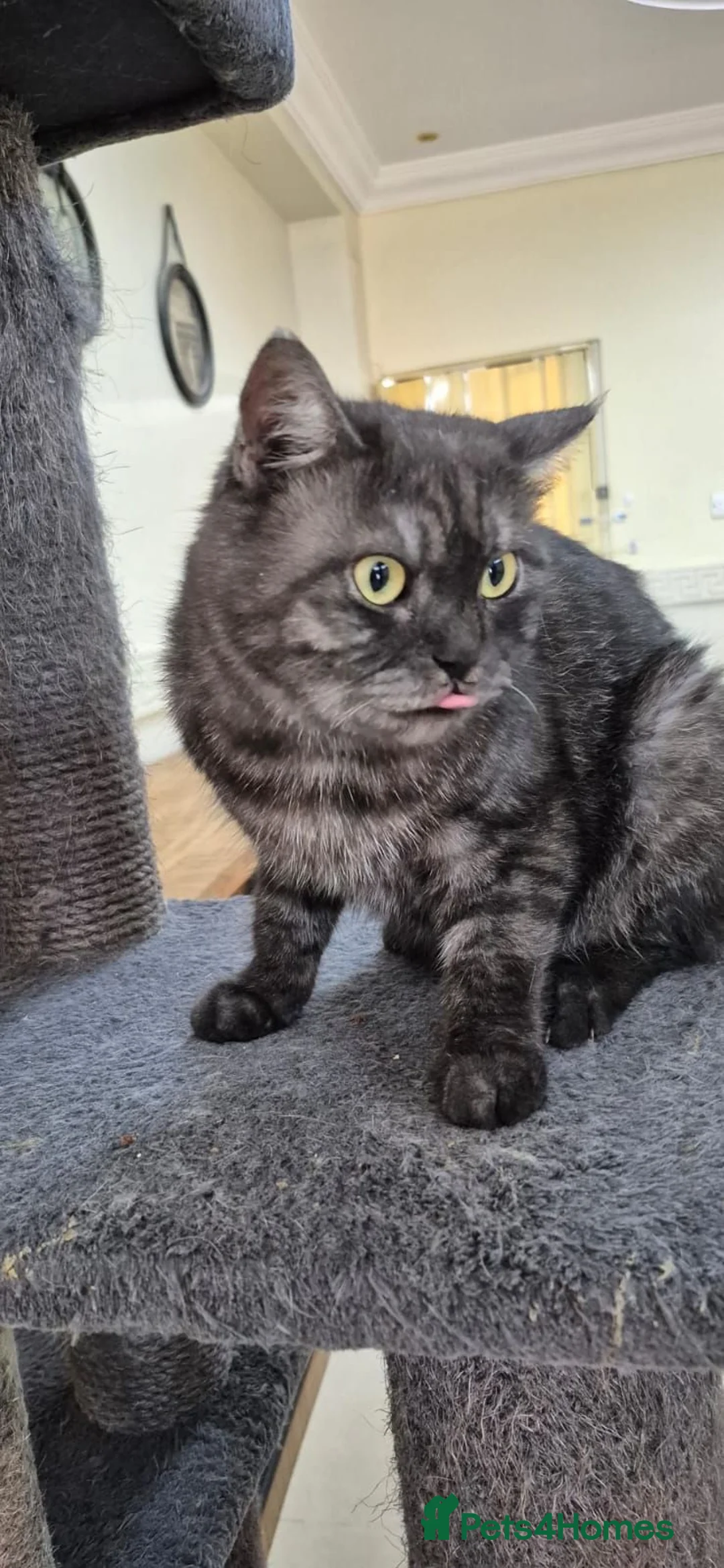 Mixed Breed cats for adoption: Galaxy - Advert 4